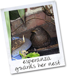 Esperanza guards her nest
